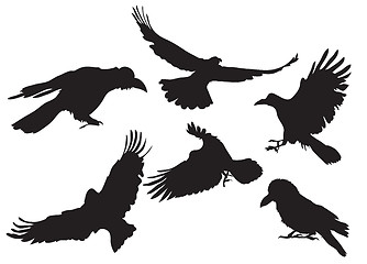 Image showing crow silhouette