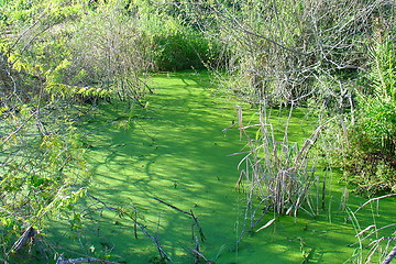 Image showing Green swamp