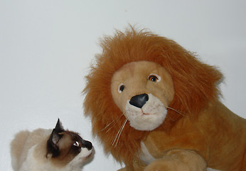 Image showing The cat and the lion