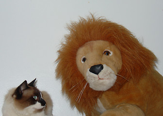 Image showing The cat and the lion