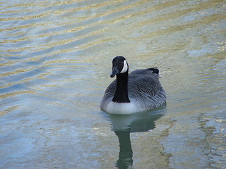 Image showing Goose