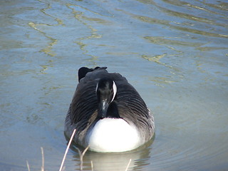 Image showing Canada Goose