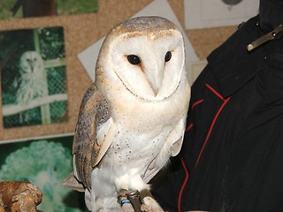 Image showing Barn owl