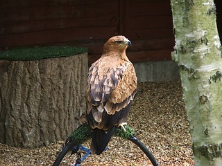 Image showing Bird of prey