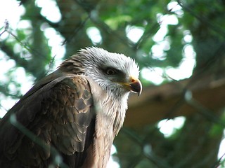 Image showing Bird of prey