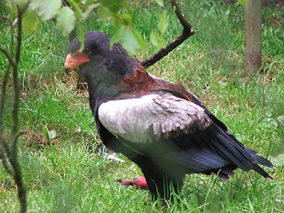 Image showing Bird of prey