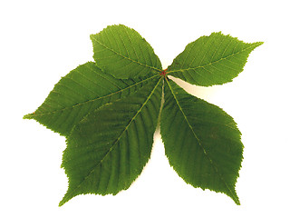 Image showing chestnut