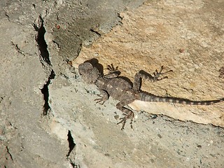 Image showing Lizard