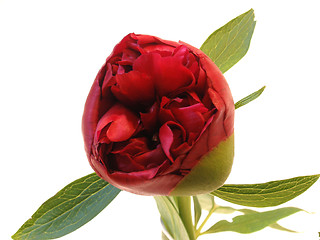 Image showing peony