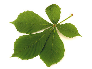 Image showing chestnut