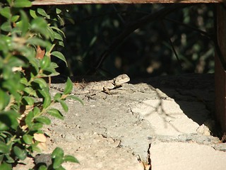 Image showing Lizard