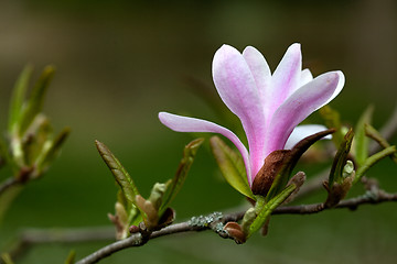 Image showing Magnolia Blossoms