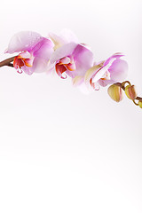 Image showing Pink Orchid