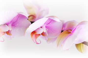 Image showing Pink Orchid