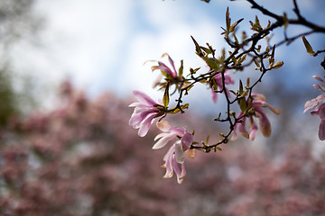 Image showing Magnolia Blossoms