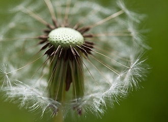 Image showing Dandelion Flower