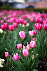 Image showing Tulips