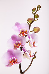 Image showing Pink Orchid