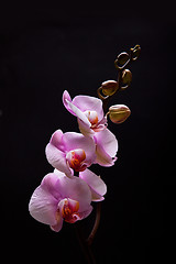 Image showing Pink Orchid