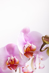 Image showing Pink Orchid