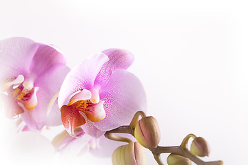 Image showing Pink Orchid