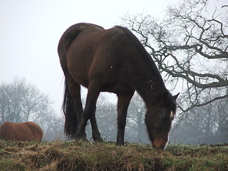 Image showing Pony