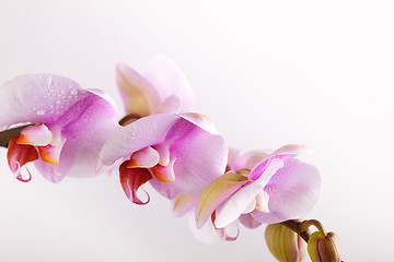 Image showing Pink Orchid