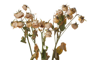 Image showing Dead roses