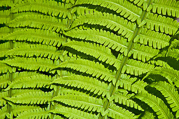 Image showing beautiful background of green fern leaves