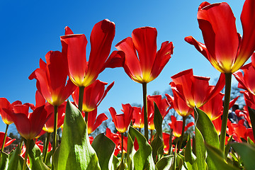 Image showing Red Tulips, Blue Sky