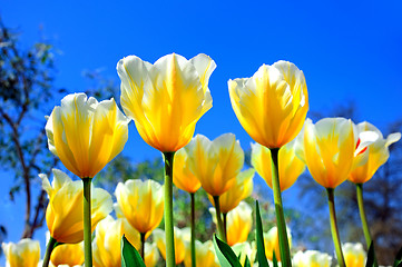 Image showing bright yellow-white tulips