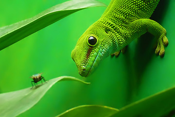 Image showing green gecko lizard