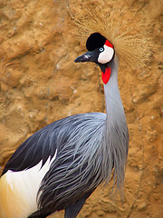 Image showing Beautiful Crowned Crane