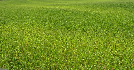 Image showing Green grass texture