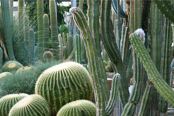 Image showing Cactus