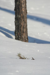 Image showing Snow