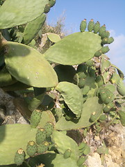 Image showing Prickly Pear