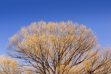 Image showing Close up on a Tree in the Spring