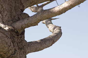 Image showing Close up on a Tree Branch