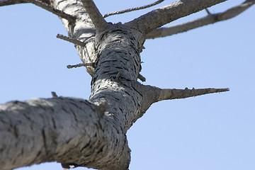 Image showing Close up on a Tree Branch