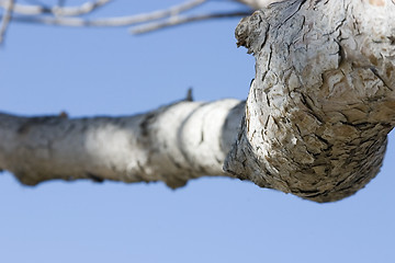 Image showing Close up on a Tree Branch