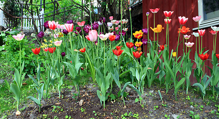 Image showing Tulips