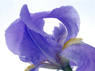Image showing iris