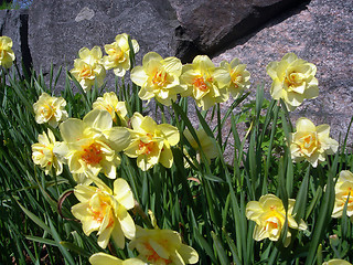 Image showing Narcissus