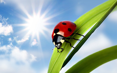 Image showing Ladybird