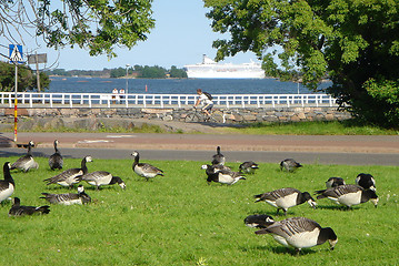 Image showing Flight of flying geese in park of city Helsinki