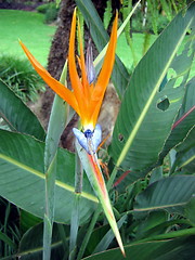 Image showing Bird of Paradise