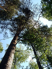 Image showing Pines grow in the sky