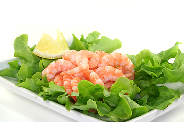 Image showing Shrimps