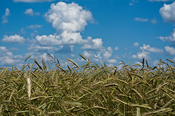 Image showing Harvest of wheat